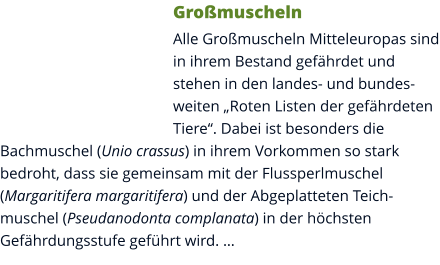 Großmuscheln Alle Großmuscheln Mitteleuropas sind in ihrem Bestand gefährdet und stehen in den landes- und bundesweiten „Roten Listen der gefährdeten Tiere“. Dabei ist besonders die Bachmuschel (Unio crassus) in ihrem Vorkommen so stark bedroht, dass sie gemeinsam mit der Flussperlmuschel (Margaritifera margaritifera) und der Abgeplatteten Teichmuschel (Pseudanodonta complanata) in der höchsten Gefährdungsstufe geführt wird. …
