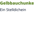 Gelbbauchunke Ein Stelldichein