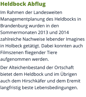 Heldbock Abflug Im Rahmen der Landesweiten Managementplanung des Heldbocks in Brandenburg wurden in den Sommermonaten 2013 und 2014 zahlreiche Nachweise lebender Imagines in Holbeck getätigt. Dabei konnten auch Filmszenen fliegender Tiere aufgenommen werden. Der Alteichenbestand der Ortschaft bietet dem Heldbock und im Übrigen auch dem Hirschkäfer und dem Eremit langfristig beste Lebensbedingungen.
