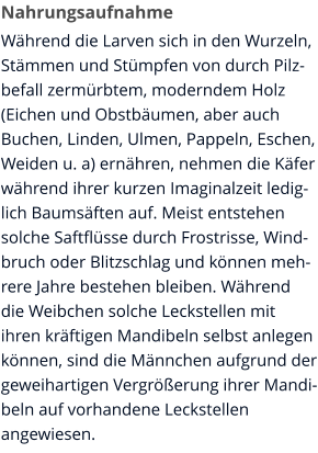 Nahrungsaufnahme Während die Larven sich in den Wurzeln, Stämmen und Stümpfen von durch Pilzbefall zermürbtem, moderndem Holz (Eichen und Obstbäumen, aber auch Buchen, Linden, Ulmen, Pappeln, Eschen, Weiden u. a) ernähren, nehmen die Käfer während ihrer kurzen Imaginalzeit lediglich Baumsäften auf. Meist entstehen solche Saftflüsse durch Frostrisse, Windbruch oder Blitzschlag und können mehrere Jahre bestehen bleiben. Während die Weibchen solche Leckstellen mit ihren kräftigen Mandibeln selbst anlegen können, sind die Männchen aufgrund der geweihartigen Vergrößerung ihrer Mandibeln auf vorhandene Leckstellen angewiesen.